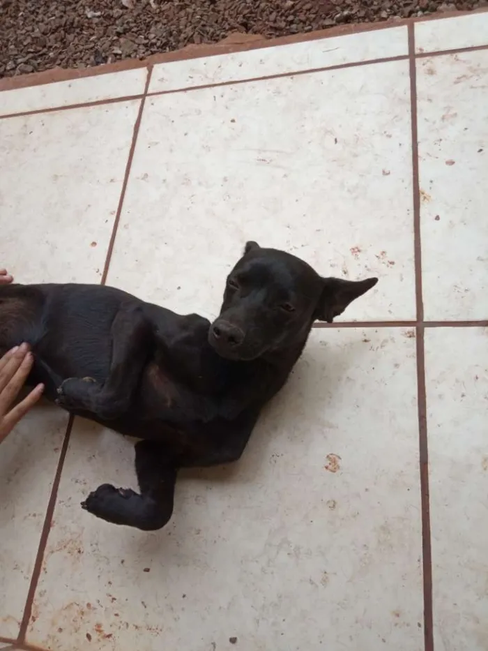 Cachorro ra a Não sei idade 2 a 6 meses nome Filha