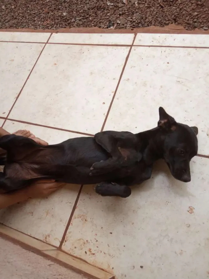 Cachorro ra a Não sei idade 2 a 6 meses nome Filha