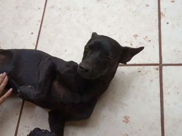 Cachorro ra a Não sei idade 2 a 6 meses nome Filha