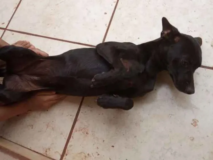 Cachorro ra a Não sei idade 2 a 6 meses nome Filha