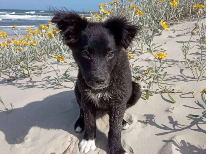 Cachorro ra a Indefinida idade 2 a 6 meses nome Sisi