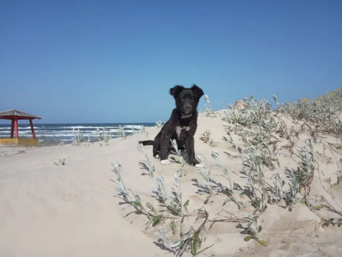 Cachorro ra a Indefinida idade 2 a 6 meses nome Sisi