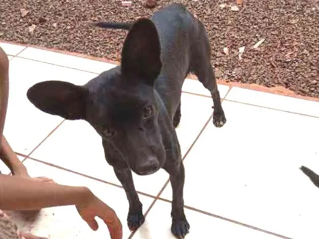 Cachorro ra a Não sei idade 2 a 6 meses nome Filha