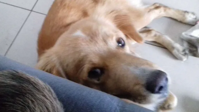 Cachorro ra a golden idade 7 a 11 meses nome Não sei 