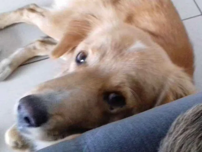 Cachorro ra a golden idade 7 a 11 meses nome Não sei 