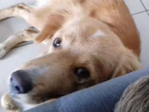 Cachorro raça golden idade 7 a 11 meses nome Sem nome
