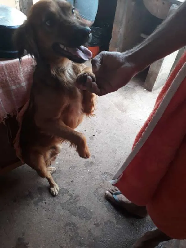 Cachorro ra a não sei idade 1 ano nome A decidir 