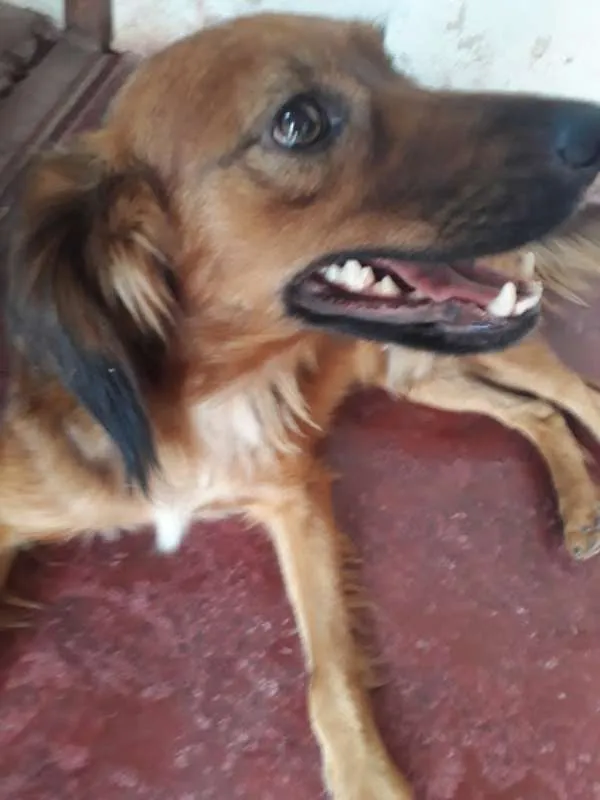 Cachorro ra a não sei idade 1 ano nome A decidir 