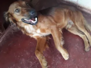 Cachorro raça não sei idade 1 ano nome A decidir 