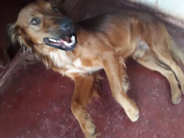 Cachorro ra a não sei idade 1 ano nome A decidir 