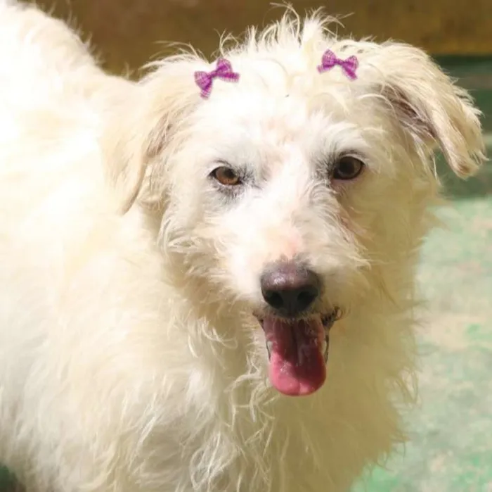 Cachorro ra a  idade 2 anos nome Ariane Pequena
