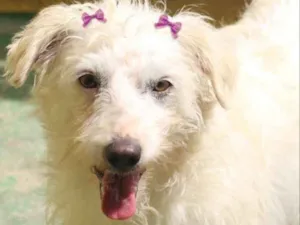 Cachorro raça  idade 2 anos nome Ariane Pequena