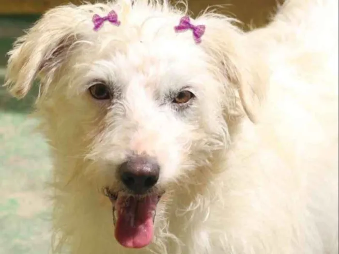 Cachorro ra a  idade 2 anos nome Ariane Pequena