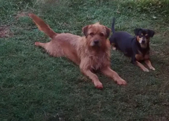 Cachorro raça SRD idade 6 ou mais anos nome Bob, Bidu e Hércules