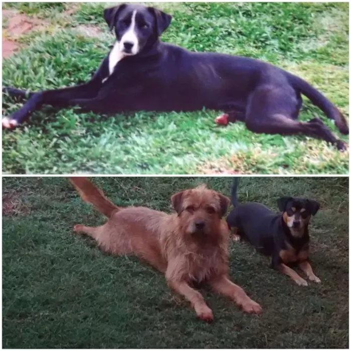 Cachorro raça SRD idade 6 ou mais anos nome Bob, Bidu e Hércules
