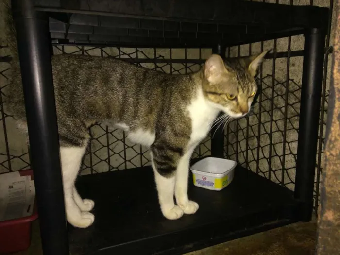Gato ra a Srd idade 7 a 11 meses nome Tigrada