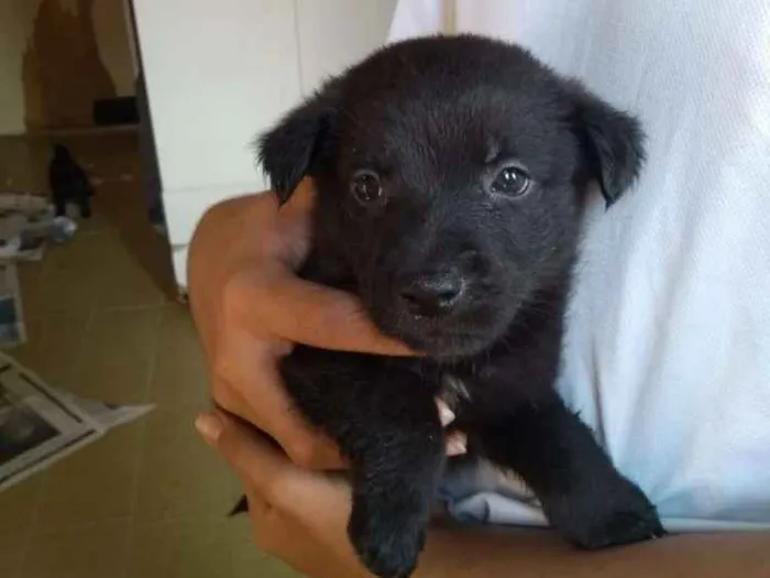 Cachorro ra a Srd idade Abaixo de 2 meses nome Isis