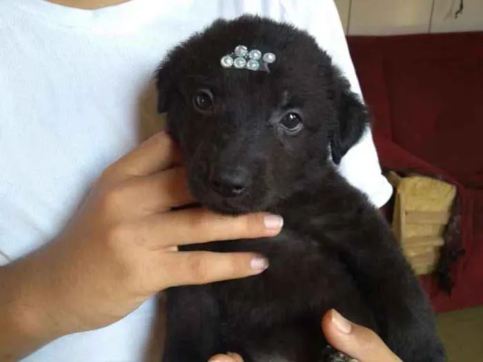 Cachorro ra a Srd idade Abaixo de 2 meses nome Isis
