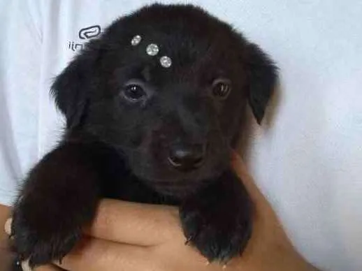 Cachorro ra a Srd idade Abaixo de 2 meses nome Isis