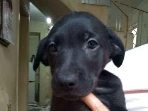 Cachorro ra a Srd idade Abaixo de 2 meses nome Isis