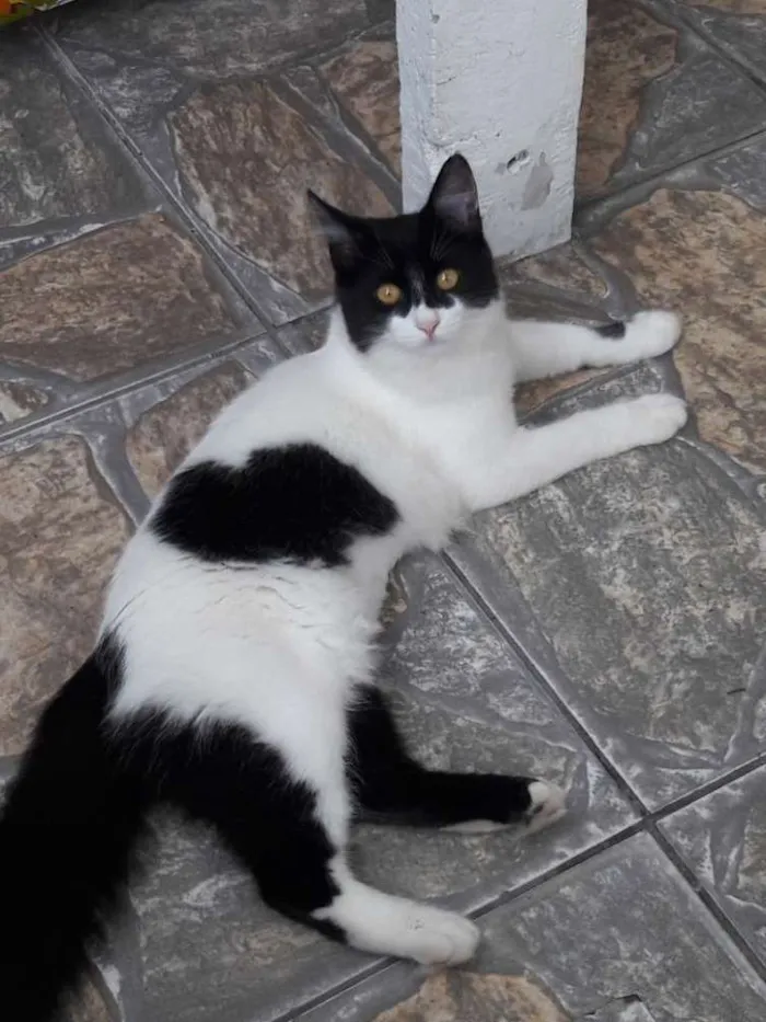 Gato ra a SRD idade 2 a 6 meses nome Emilly
