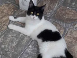 Gato raça SRD idade 2 a 6 meses nome Emilly