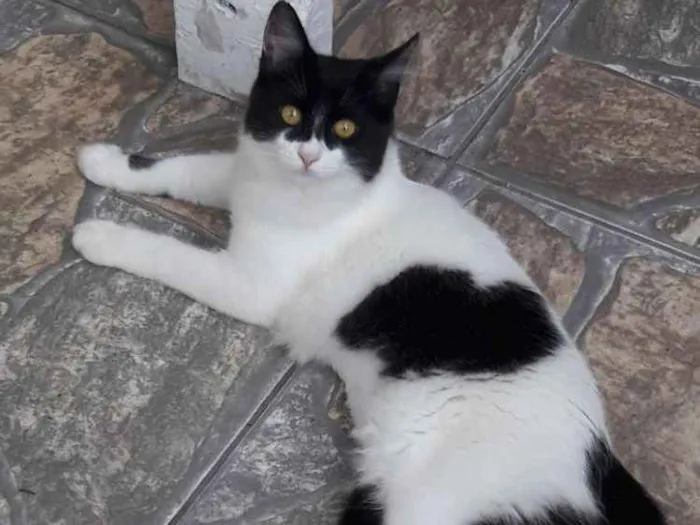 Gato ra a SRD idade 2 a 6 meses nome Emilly