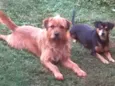 Bob, Bidu e Hércules