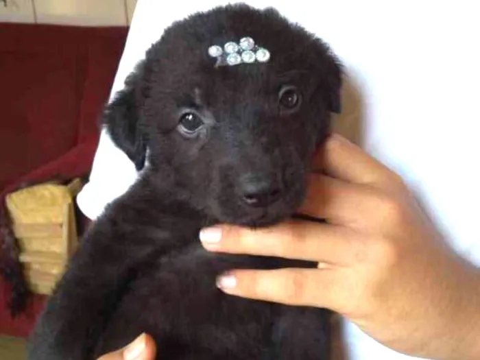 Cachorro ra a Srd idade Abaixo de 2 meses nome Isis