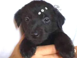 Cachorro raça Srd idade Abaixo de 2 meses nome Isis