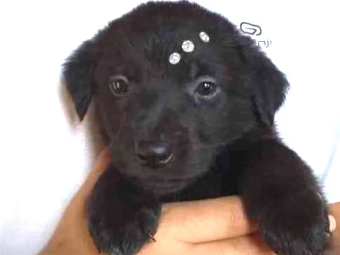 Cachorro ra a Srd idade Abaixo de 2 meses nome Isis