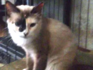 Gato raça Srd idade 7 a 11 meses nome Mancha