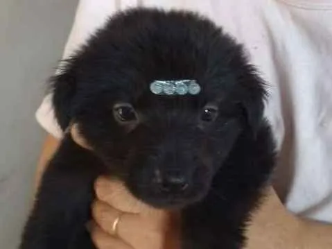 Cachorro ra a Srd idade Abaixo de 2 meses nome Filhotinhos