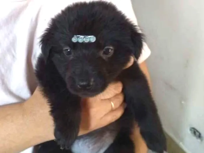 Cachorro ra a Srd idade Abaixo de 2 meses nome Filhotinhos