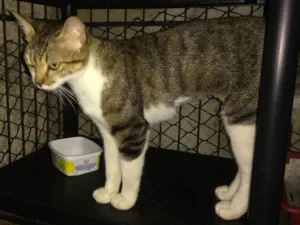 Gato raça Srd idade 7 a 11 meses nome Tigrada