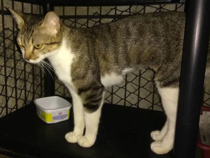 Gato ra a Srd idade 7 a 11 meses nome Tigrada