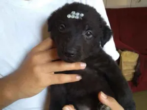 Cachorro raça Srd idade Abaixo de 2 meses nome Filhotinhos