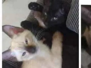 Gato raça ...... idade 2 a 6 meses nome Dinykely.deyse.dayan