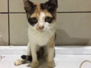 Gato raça  idade 2 a 6 meses nome Sayuri