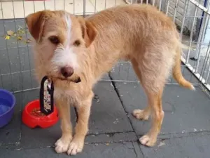 Cachorro raça SRD idade 3 anos nome Chico Salomão