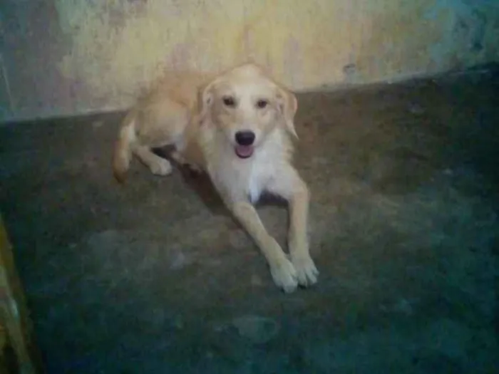 Cachorro ra a Vira lata idade 5 anos nome Cachorrinha