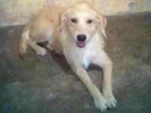 Cachorro raça Vira lata idade 5 anos nome Cachorrinha