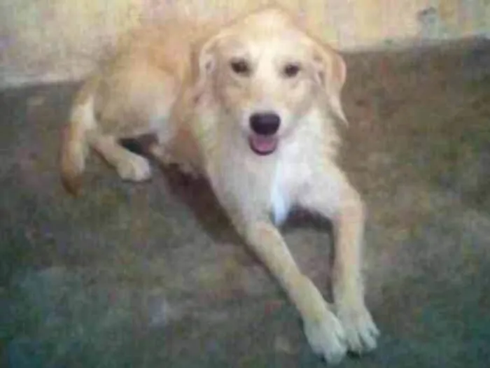 Cachorro ra a Vira lata idade 5 anos nome Cachorrinha