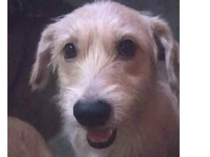 Cachorro ra a Vira lata idade 5 anos nome Cachorrinha