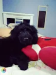 Pretinha