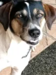 Nininha