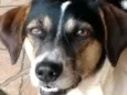 Nininha
