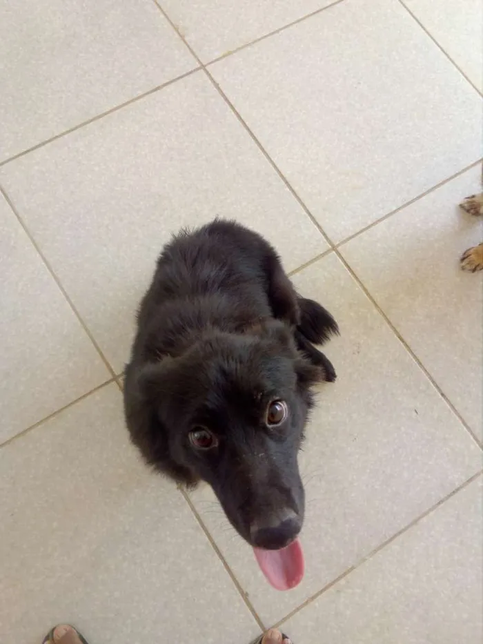 Cachorro ra a  idade 7 a 11 meses nome Luck