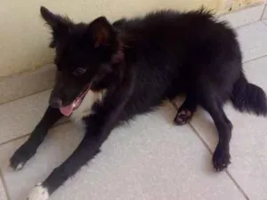 Cachorro raça  idade 7 a 11 meses nome Luck