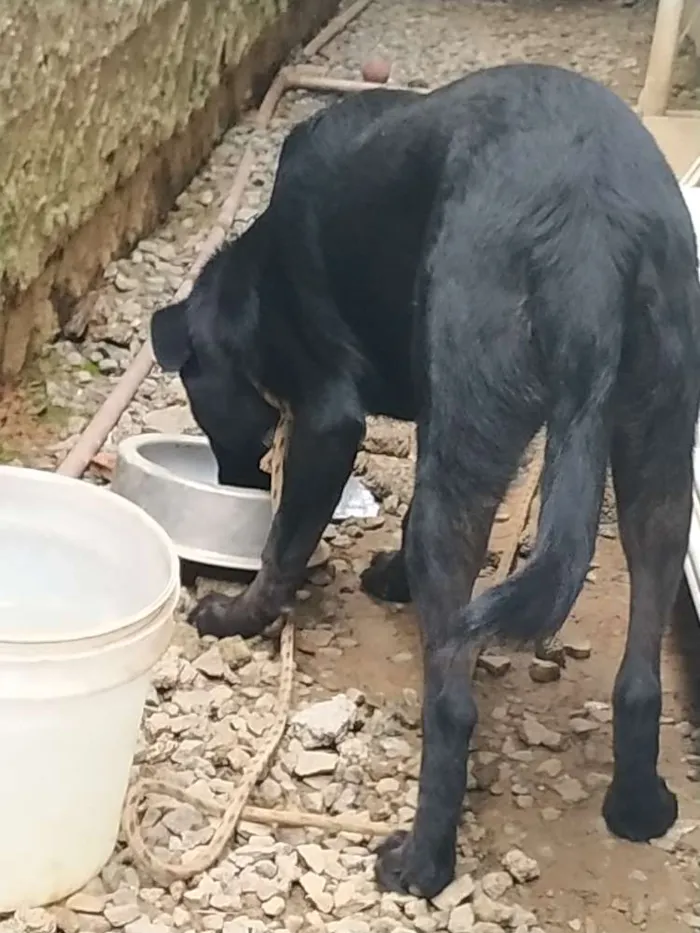 Cachorro ra a Bude colyer  idade 7 a 11 meses nome Titus